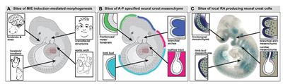 Why Does the Face Predict the Brain? Neural Crest Induction, Craniofacial Morphogenesis, and Neural Circuit Development